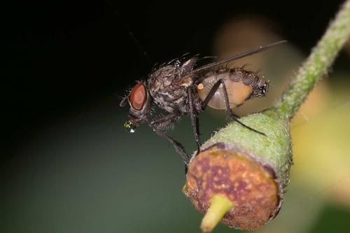 Réf. 129 995 : Delia platura