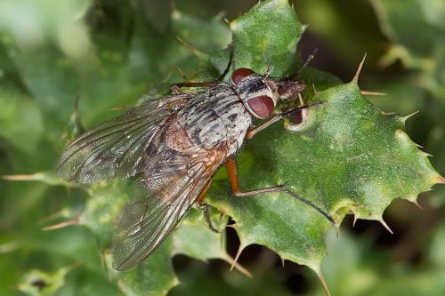 Réf. 129 979 : Phaonia valida