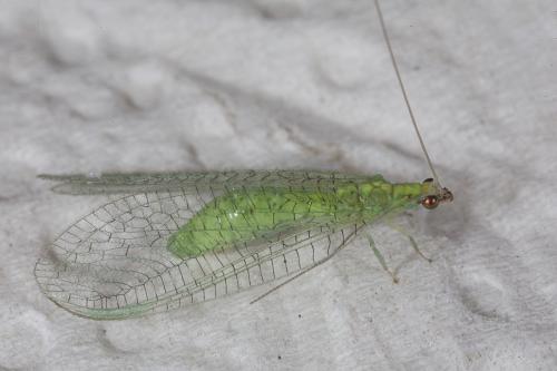Pseudomallada sp.