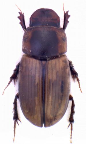 Acanthobodilus immundus