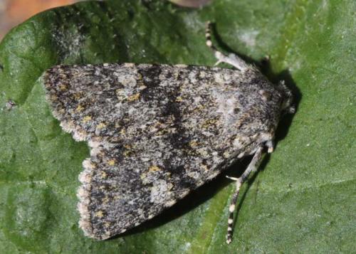 Polymixis xanthomista