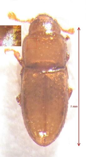 Anommatus distinctus