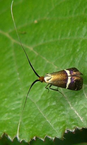 Adela australis