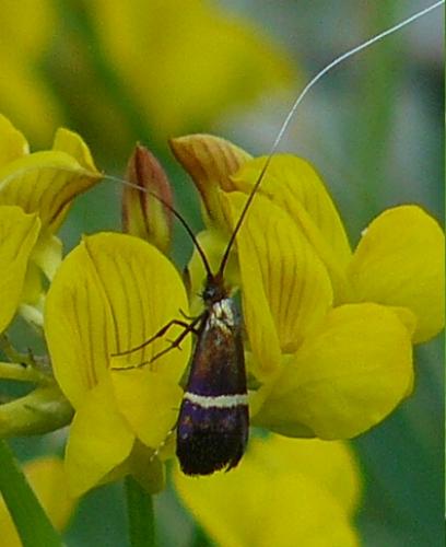 Adela australis