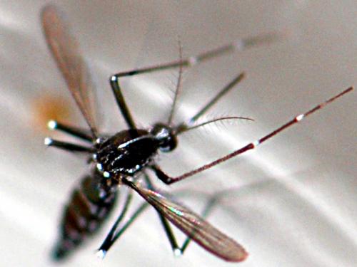 Aedes albopictus