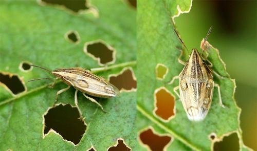 Aelia acuminata