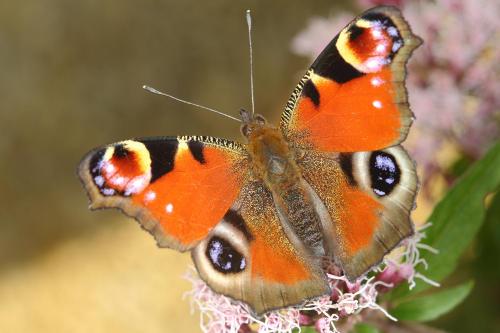Réf. 129 325 : Aglais io
