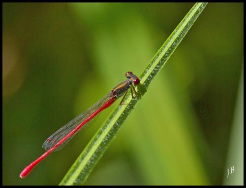 Réf. 129 996 : Ceriagrion tenellum
