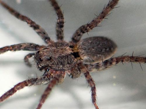 Réf. 129 994 : Alopecosa albofasciata