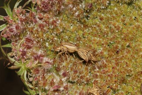 Ancyrosoma leucogrammes