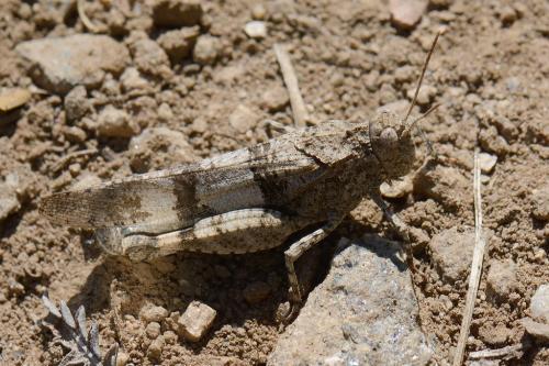 Oedipoda caerulescens caerulescens