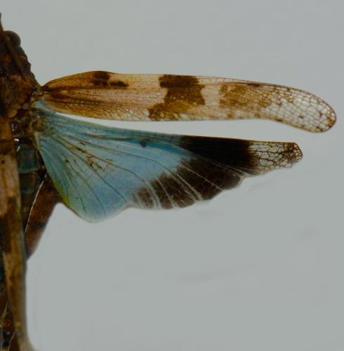 Réf. 129 962 : Oedipoda caerulescens