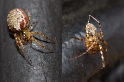 Zygiella atrica