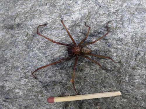Eratigena atrica