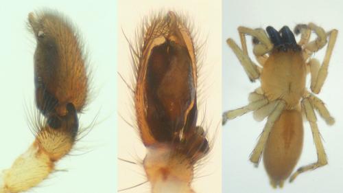 Réf. 129 965 : Clubiona stagnatilis