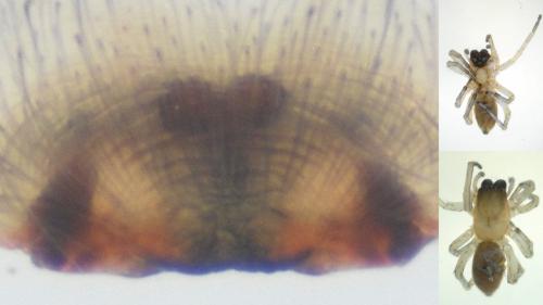 Clubiona stagnatilis
