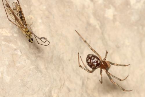 Steatoda triangulosa