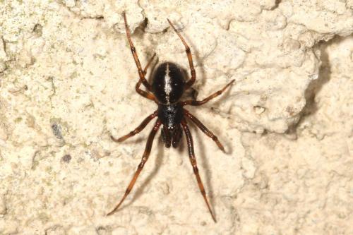 Steatoda bipunctata