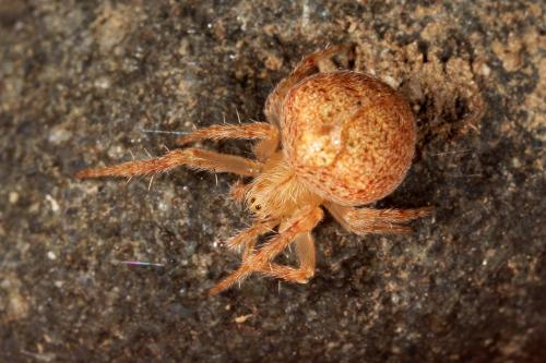 Réf. 129 669 : Araneus sp.