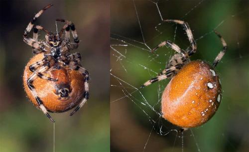 Araneus quadratus