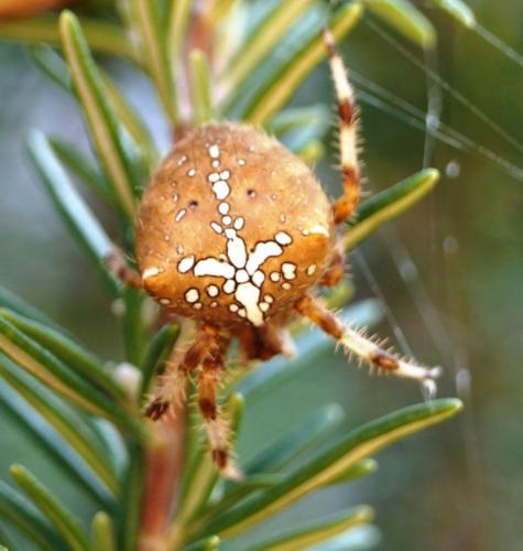 Réf. 129 513 : Araneus pallidus