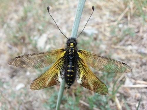 Libelloides hispanicus