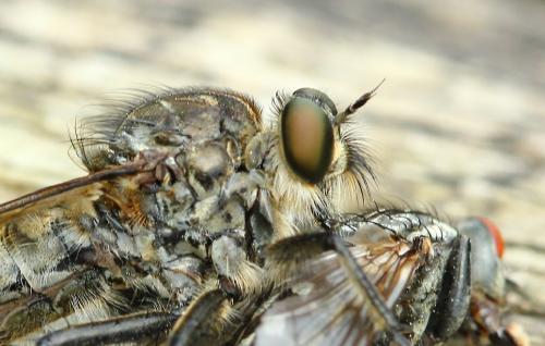 Réf. 129 701 : Machimus cyanopus