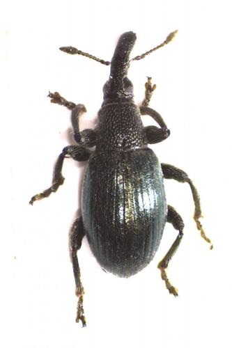 Réf. 129 504 : Aspidapion aeneum