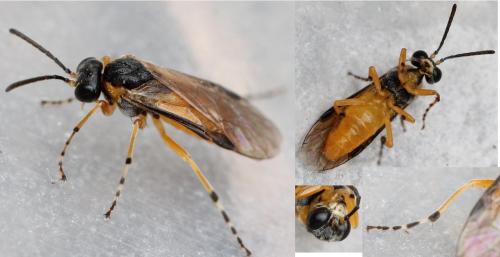 Athalia cordata