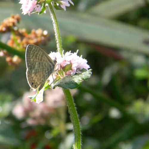 Leptotes pirithous