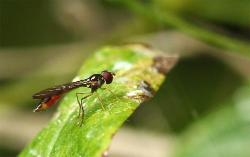 Baccha elongata