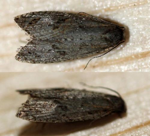 Réf. 129 461 : Bactra lancealana