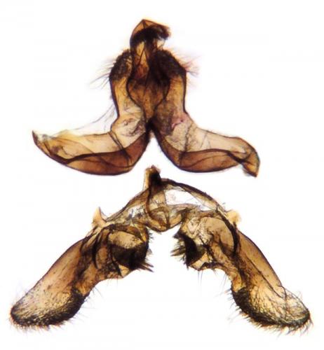 Réf. 129 462 : Bactra lancealana