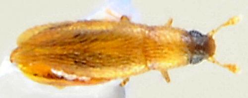 Baranowskiella ehnstromi
