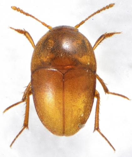 Bathysciola sp.