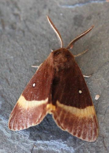 Lasiocampa quercus