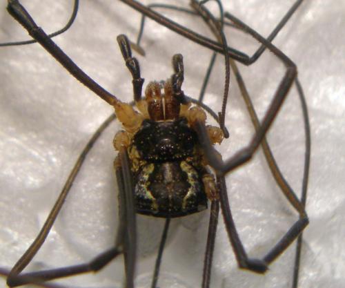 Réf. 129 892 : Mitopus morio