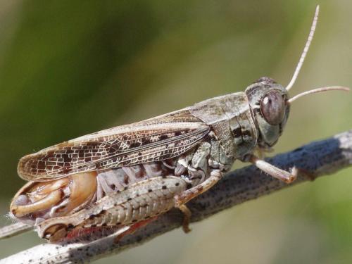 Réf. 129 509 : Calliptamus barbarus barbarus