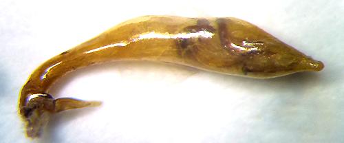 Réf. 129 919 : Caledonica lunigera