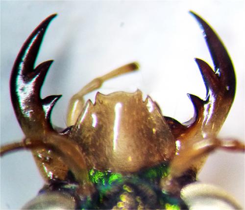 Caledonica lunigera