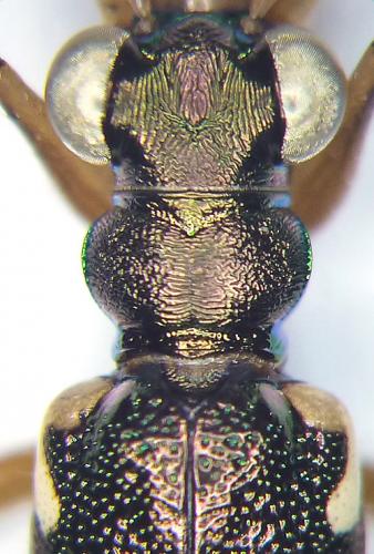 Réf. 129 921 : Caledonica lunigera