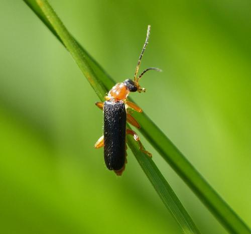 Réf. 129 558 : Cantharis sp.