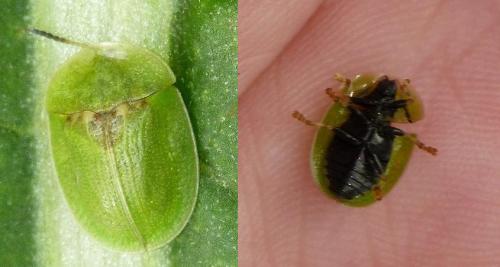 Cassida rubiginosa