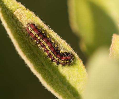 Aglaope infausta