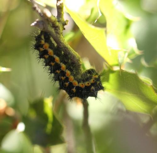 Réf. 129 650 : Saturnia sp.