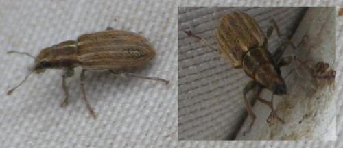 Sitona sp.
