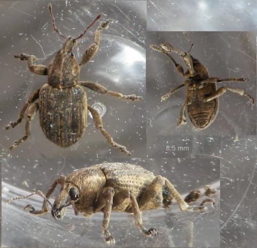 Brachypera zoilus