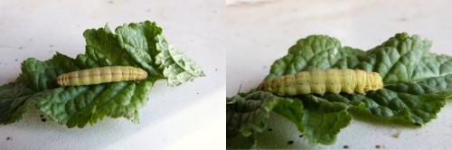 Ochropleura plecta