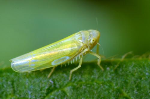 Emelyanoviana mollicula
