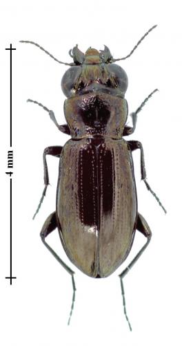 Réf. 129 579 : Notiophilus aquaticus